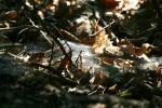 <img150*0:stuff/z/169023/Spider%2520Web%2520Reference/i1278616430_15.jpg>