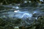 <img150*0:stuff/z/169023/Spider%2520Web%2520Reference/i1278616430_5.jpg>