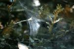 <img150*0:stuff/z/169023/Spider%2520Web%2520Reference/i1278616430_6.jpg>