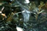 <img150*0:stuff/z/169023/Spider%2520Web%2520Reference/i1278616430_7.jpg>