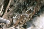 <img150*0:stuff/z/169023/Spider%2520Web%2520Reference/i1278616430_8.jpg>