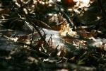 <img150*0:stuff/z/169023/Spider%2520Web%2520Reference/i1278616430_9.jpg>
