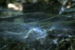 <img150*0:stuff/z/169023/Spider%2520Web%2520Reference/i1278616431_17.jpg>