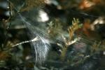 <img150*0:stuff/z/169023/Spider%2520Web%2520Reference/i1278616431_18.jpg>