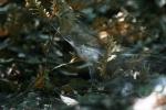 <img150*0:stuff/z/169023/Spider%2520Web%2520Reference/i1278616431_20.jpg>