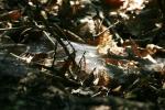 <img150*0:stuff/z/169023/Spider%2520Web%2520Reference/i1278616431_21.jpg>