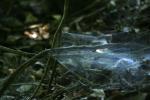 <img150*0:stuff/z/169023/Spider%2520Web%2520Reference/i1278616431_22.jpg>