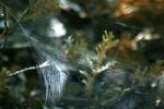 <img150*0:stuff/z/169023/Spider%2520Web%2520Reference/i1278616431_24.jpg>