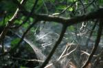 <img150*0:stuff/z/169023/Spider%2520Web%2520Reference/i1278616431_25.jpg>