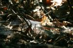 <img150*0:stuff/z/169023/Spider%2520Web%2520Reference/i1278616431_27.jpg>