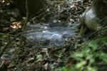 <img150*0:stuff/z/169023/Spider%2520Web%2520Reference/i1278616432_28.jpg>