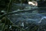 <img150*0:stuff/z/169023/Spider%2520Web%2520Reference/i1278616432_29.jpg>
