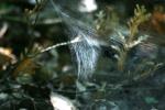 <img150*0:stuff/z/169023/Spider%2520Web%2520Reference/i1278616432_30.jpg>