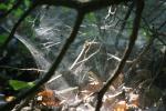 <img150*0:stuff/z/169023/Spider%2520Web%2520Reference/i1278616432_31.jpg>