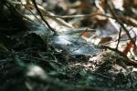 <img150*0:stuff/z/169023/Spider%2520Web%2520Reference/i1278616432_32.jpg>