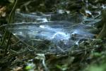 <img150*0:stuff/z/169023/Spider%2520Web%2520Reference/i1278616432_33.jpg>