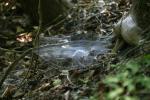 <img150*0:stuff/z/169023/Spider%2520Web%2520Reference/i1278616432_34.jpg>