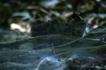 <img150*0:stuff/z/169023/Spider%2520Web%2520Reference/i1278616432_35.jpg>