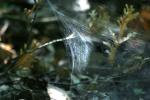 <img150*0:stuff/z/169023/Spider%2520Web%2520Reference/i1278616432_36.jpg>