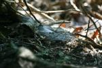 <img150*0:stuff/z/169023/Spider%2520Web%2520Reference/i1278616432_38.jpg>