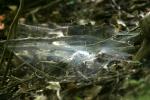 <img150*0:stuff/z/169023/Spider%2520Web%2520Reference/i1278616432_39.jpg>