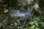 <img150*0:stuff/z/169023/Spider%2520Web%2520Reference/i1278616433_40.jpg>