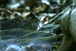 <img150*0:stuff/z/169023/Spider%2520Web%2520Reference/i1278616433_41.jpg>
