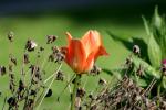 <img:stuff/z/169023/Spring%2520Flowers.1/i1276202887_1.jpg?y=100>