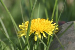 <img300*0:stuff/z/169023/Spring%2520Flowers.1/i1276202887_10.jpg>
