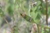 <img100*0:stuff/z/169023/Spring%2520Flowers.1/i1276202887_11.jpg>