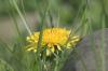 <img100*0:stuff/z/169023/Spring%2520Flowers.1/i1276202887_12.jpg>