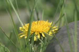 <img300*0:stuff/z/169023/Spring%2520Flowers.1/i1276202887_12.jpg>