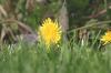 <img100*0:stuff/z/169023/Spring%2520Flowers.1/i1276202887_13.jpg>
