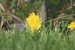 <img300*0:stuff/z/169023/Spring%2520Flowers.1/i1276202887_13.jpg>