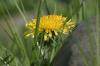 <img100*0:stuff/z/169023/Spring%2520Flowers.1/i1276202887_14.jpg>