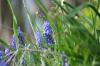 <img100*0:stuff/z/169023/Spring%2520Flowers.1/i1276202887_2.jpg>