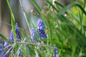<img300*0:stuff/z/169023/Spring%2520Flowers.1/i1276202887_2.jpg>