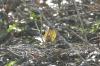<img100*0:stuff/z/169023/Spring%2520Flowers.1/i1276202887_3.jpg>