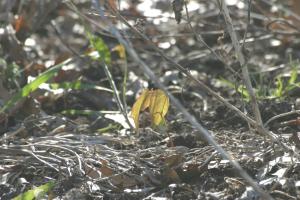 <img300*0:stuff/z/169023/Spring%2520Flowers.1/i1276202887_3.jpg>