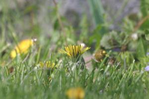<img300*0:stuff/z/169023/Spring%2520Flowers.1/i1276202887_4.jpg>