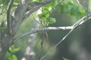 <img300*0:stuff/z/169023/Spring%2520Flowers.1/i1276202887_5.jpg>