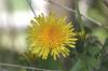 <img100*0:stuff/z/169023/Spring%2520Flowers.1/i1276202887_6.jpg>