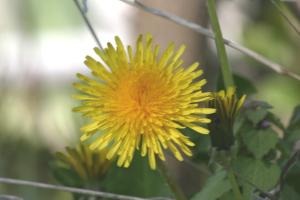 <img300*0:stuff/z/169023/Spring%2520Flowers.1/i1276202887_6.jpg>