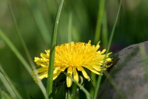 <img300*0:stuff/z/169023/Spring%2520Flowers.1/i1276202887_8.jpg>