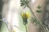 <img100*0:stuff/z/169023/Spring%2520Flowers.1/i1276202887_9.jpg>