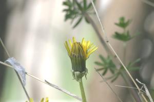 <img300*0:stuff/z/169023/Spring%2520Flowers.1/i1276202887_9.jpg>