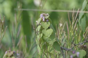 <img300*0:stuff/z/169023/Spring%2520Flowers.1/i1276202888_15.jpg>