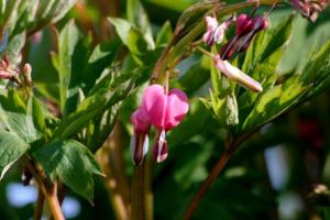 <img300*0:stuff/z/169023/Spring%2520Flowers.1/i1276202888_16.jpg>