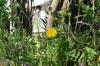 <img100*0:stuff/z/169023/Spring%2520Flowers.1/i1276202888_17.jpg>