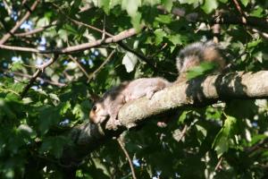 <img300*0:stuff/z/169023/Squirrel.1/i1276202383_1.jpg>